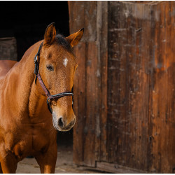 Cabresto de nylon Equithème Domino Bordéus Bordô Cabresto de nylon Equithème Domino Bordéus Bordô