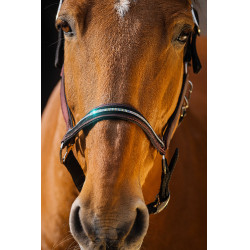 Cabresto de nylon Equithème Domino Bordéus Bordô Cabresto de nylon Equithème Domino Bordéus Bordô