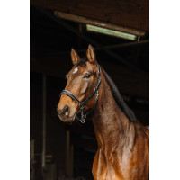 Cabezada de couro Norton Rock Preto Cabezada de couro Norton Rock Preto