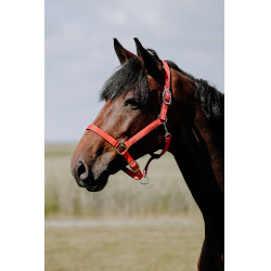 Almofada de Cabresto Riding World Vermelho Almofada de Cabresto Riding World Vermelho