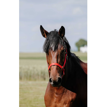Almofada de Cabresto Riding World Vermelho Almofada de Cabresto Riding World Vermelho