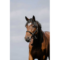 Almofada de Cabresto Riding World Bordéus Bord&amp;amp;amp;amp;amp;ocirc;
