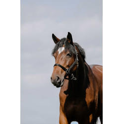 Almofada de Cabresto Riding World Preto