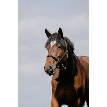 Almofada de Cabresto Riding World Preto