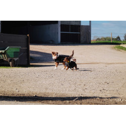 Cobertura para cão Je t'aime Equithème Preto Cobertura para cão Je t'aime Equithème Preto