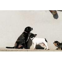 Coleira e trela para cão Equithème Max Castanho