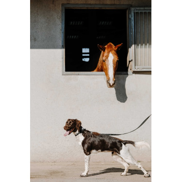 Coleira para cão EQUITHÈME - Nala Preto