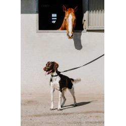 Coleira para cão EQUITHÈME - Nala Preto