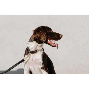 Coleira para cão EQUITHÈME - Nala Preto