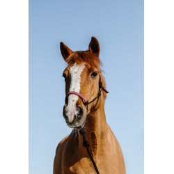 Caveção etológico + corda Norton Suécia Preto / rosa