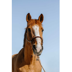 Caveção etológico + corda Norton Suécia Bege / castanho