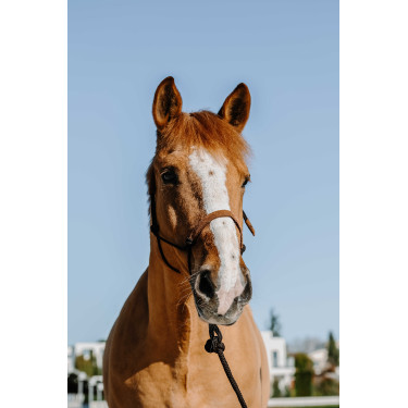 Caveção etológico + corda Norton Suécia Marrom / marrom claro Castanho