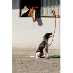 Correia para cão com pega EQUITHÈME - Haspen Preto / cabo laranja