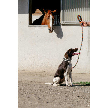 Correia para cão com pega EQUITHÈME - Haspen Preto / cabo laranja