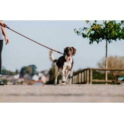 Correia para cão com pega EQUITHÈME - Haspen Preto / cabo laranja