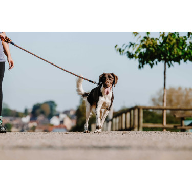 Correia para cão com pega EQUITHÈME - Haspen Preto / cabo laranja