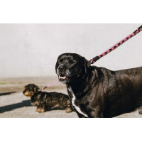 Correia para cão com pega EQUITHÈME - Haspen Preto / alça framboesa