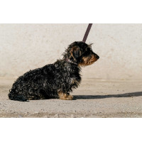 Coleira e trela para cão EQUITHÈME - Max Castanho