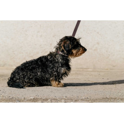 Coleira e trela para cão EQUITHÈME - Max Castanho