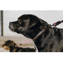 Coleira e trela para cão EQUITHÈME - Max Castanho