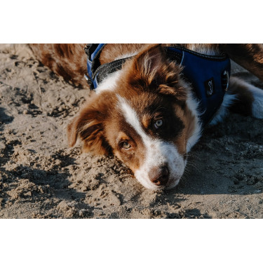 Arnês para cães RIDING WORLD - Simba Marinho Azul-marinho