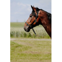 Caveção Norton Educativo Preto