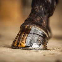 Óleo para cascos Carr & Day & Martin Tea Tree