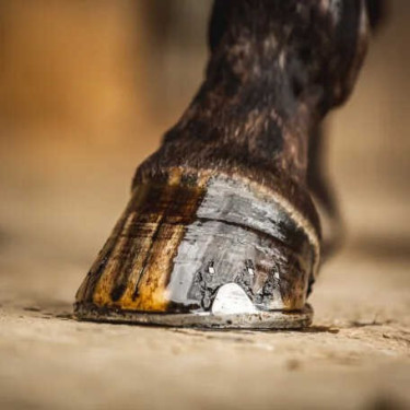 Óleo para cascos Carr & Day & Martin Tea Tree