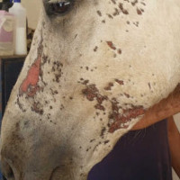 Regenerador Animaderm Cutene