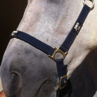 Regenerador Animaderm Cutene