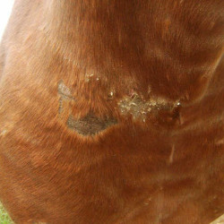 Regenerador Animaderm Cutene Regenerador Animaderm Cutene