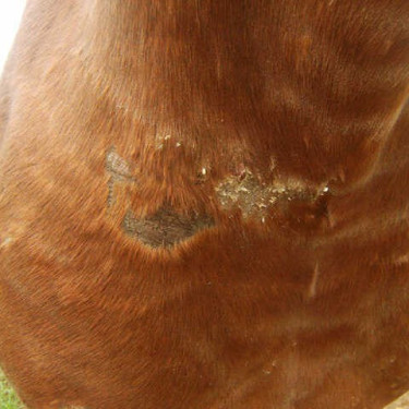 Regenerador Animaderm Cutene Regenerador Animaderm Cutene