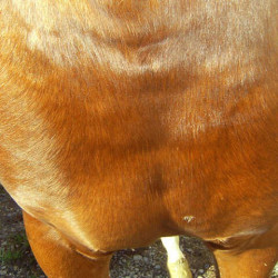 Regenerador Animaderm Cutene Regenerador Animaderm Cutene