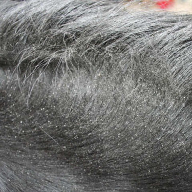 Repelente Animaderm Derfly