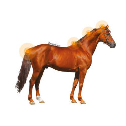 Loção Animaderm Clear