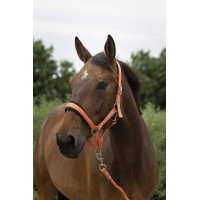 Caveção + guia Norton Large Coral Vermelho