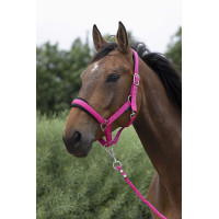 Caveção + guia Norton Large Framboesa Vermelho