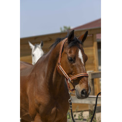 Caveção Norton Satine Coral / preto Vermelho