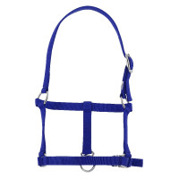 Cabresto potro Riding World Azul royal