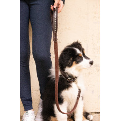 Deixa cão Pénélope Rubber Havana Castanho