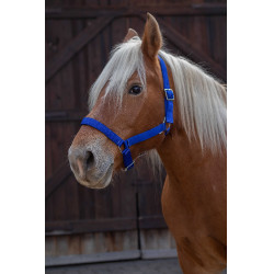 Cabresto Norton Pro para cavalo de tração Azul royal Cabresto Norton Pro para cavalo de tração Azul royal