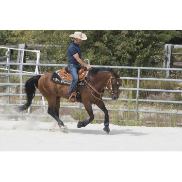 Sela Westride por Franck Perret Aurora Avelã Castanho Sela Westride por Franck Perret Aurora Avelã Castanho