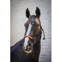 Cabresto etológico Pénélope americano Preto