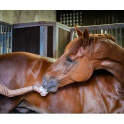 Pedra de lamber Little Likit Pedra de lamber Little Likit