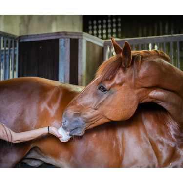 Pedra de lamber Little Likit Pedra de lamber Little Likit