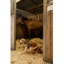 Coleira de nylon Diego & Louna para cão Coleira de nylon Diego & Louna para cão