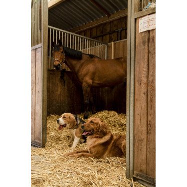 Coleira de nylon Diego & Louna para cão Coleira de nylon Diego & Louna para cão