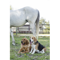 Coleira de couro Diego & Louna para cão Natural Castanho