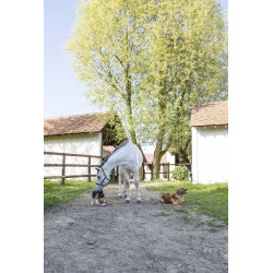 Coleira de couro Diego & Louna para cão Natural Castanho