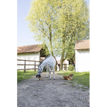 Coleira de couro Diego & Louna para cão Natural Castanho